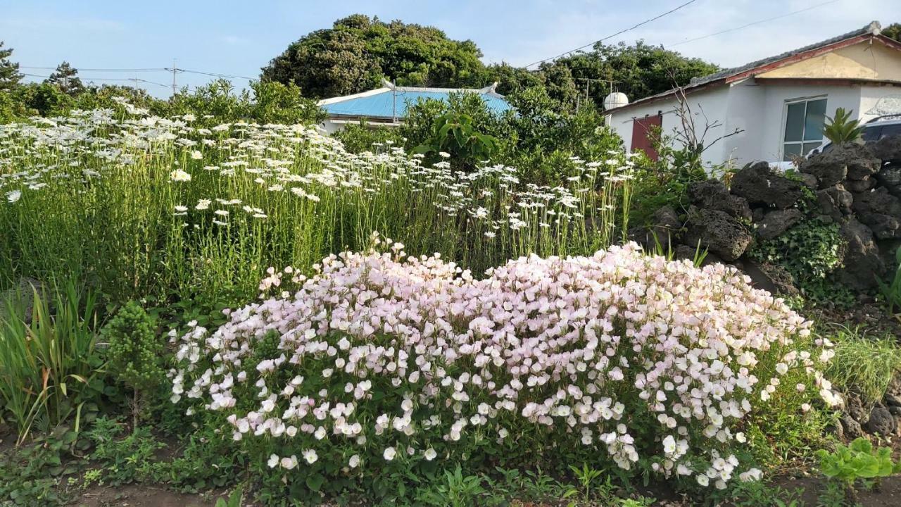 Blue Island Guesthouse Seogwipo Esterno foto